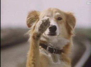 Bingo perro pelicula 