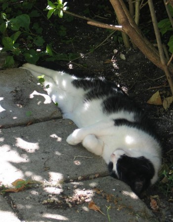 gato tiene calor y duerme