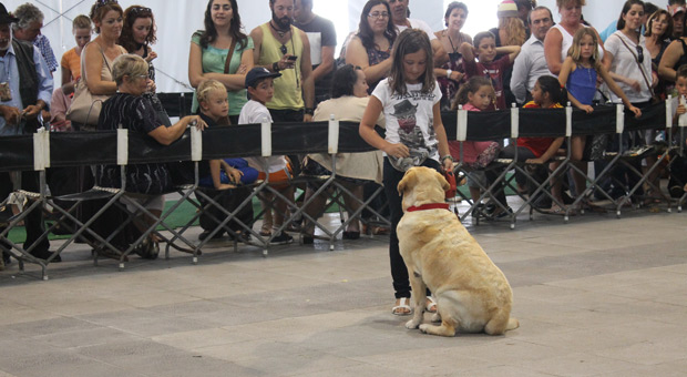 Dos concursantes de obediencia canina
