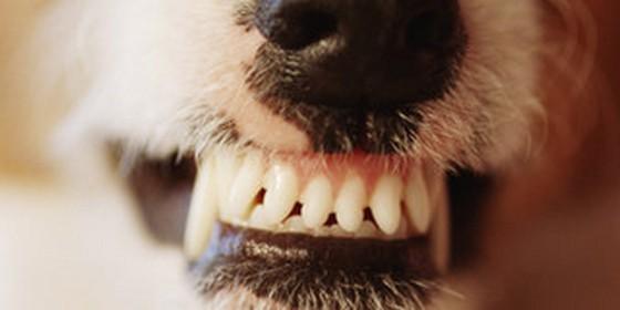 Dentadura de perro bien limpia