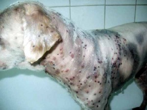 Perro con picaduras graves de garrapatas