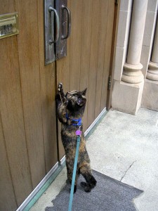 Gato quiere que le abran la puerta