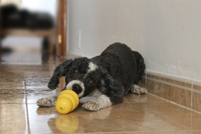 Ozzy comiendo el relleno del kong