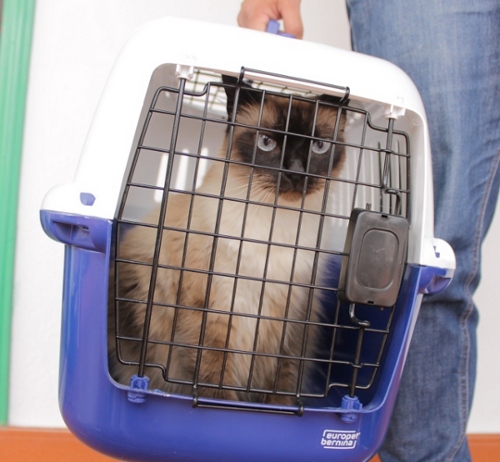 Gato enfadado en transportin para viaje