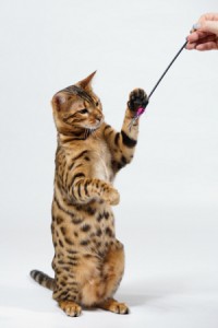 Gato Bengal jugado con pescador