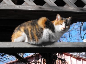 Gato gordo