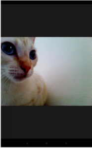 Captura de gato con aplicación móvil  Snapcat