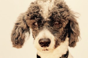 Perro de diez años