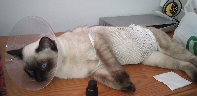 gata esterilizada.