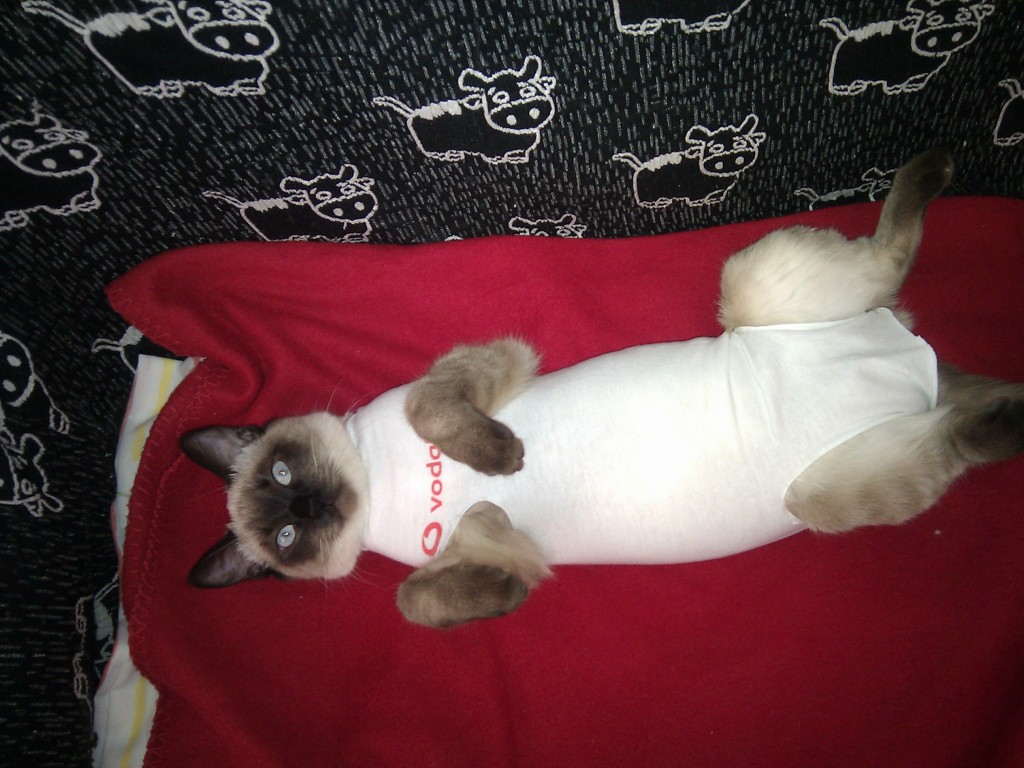gata esterilizada