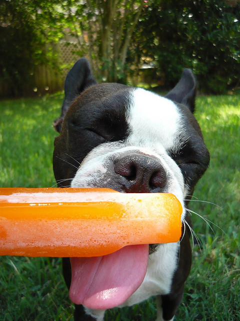 perro bebe helado y tiene calor