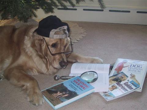 perro estudiando