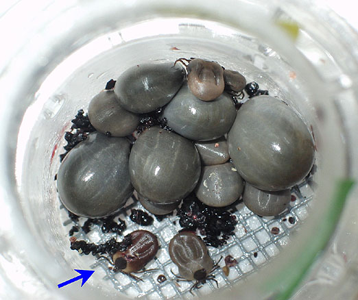 Garrapatas