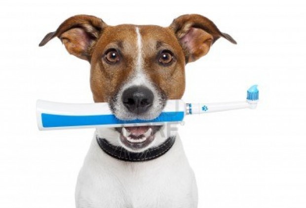 Perro listo para cepillarse los dientes