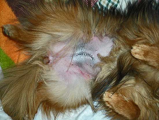 herida de una perra esterilizada