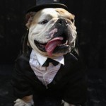 Perro disfrazado en Halloween