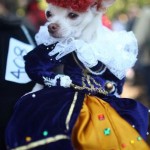 Perro disfrazado en Halloween