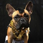 Perro disfrazado en Halloween