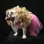 Perro disfrazado en Halloween