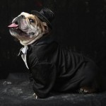 Perro disfrazado en Halloween