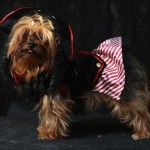 Perro disfrazado en Halloween