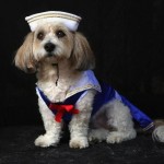 Perro disfrazado en Halloween