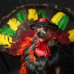 Perro disfrazado en Halloween