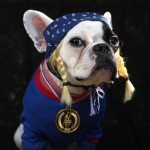 Perro disfrazado en Halloween