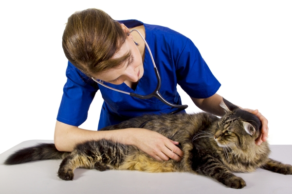 Veterinario auscultando un gato