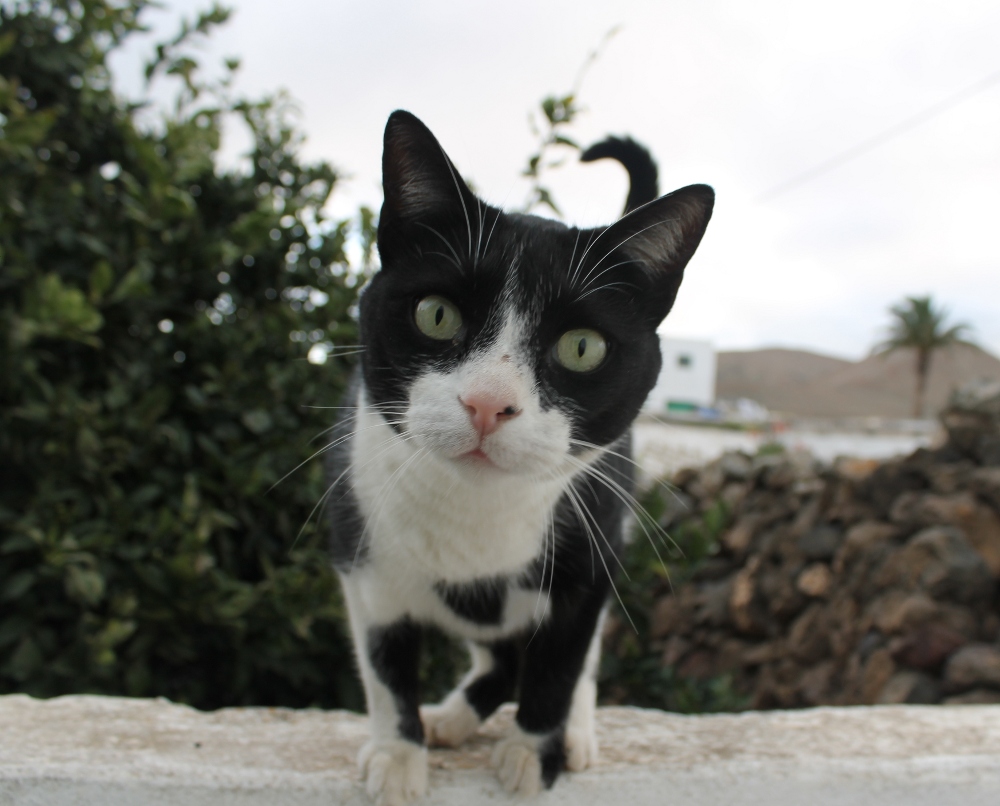 Gato Naranjito