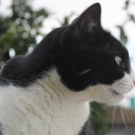 Gato Naranjito de perfil