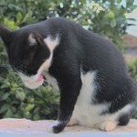 Gato Naranjito bañandose