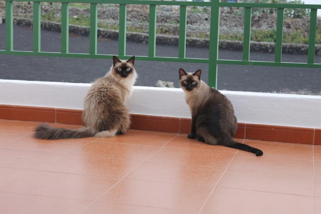 Gatas siamesas en la terraza