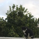 Naranjito, el gato en su naranjo