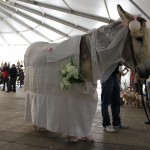 Burro disfrazado