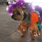 Perra disfrazada carnavalera