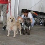 Tres perros disfrazados