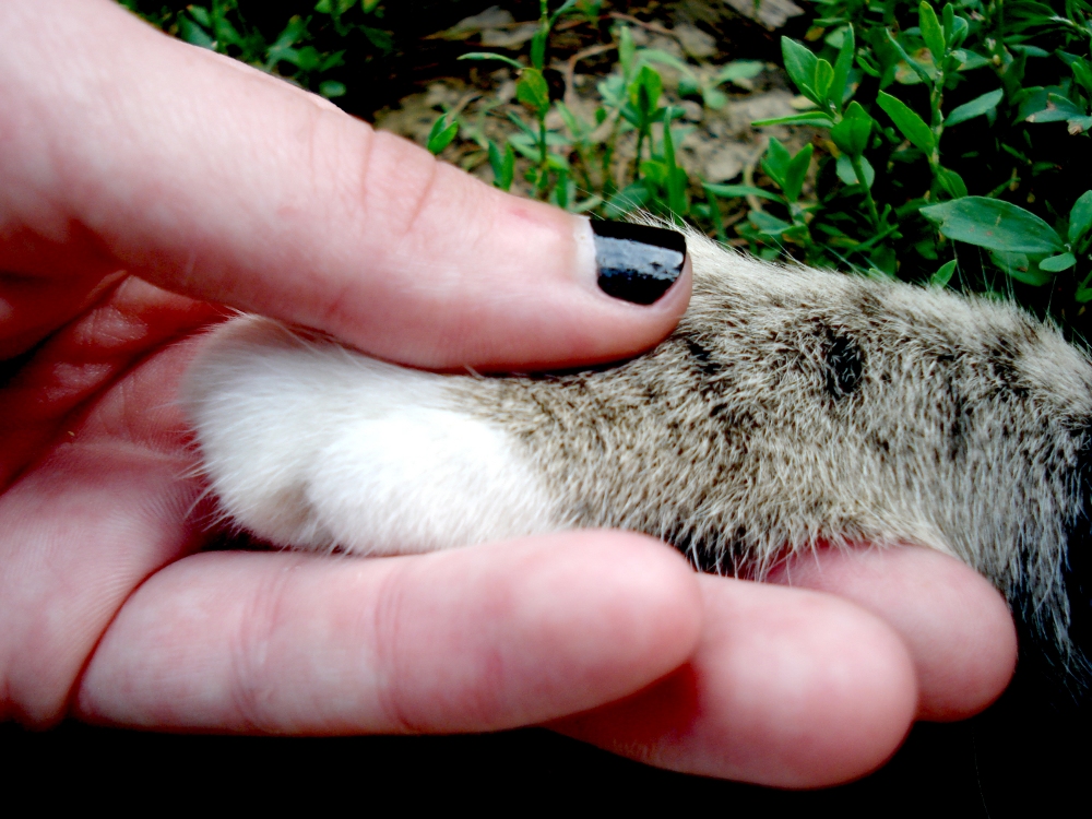 Acuerdo gato y humano