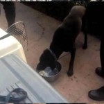 Perros de rescate en Pemex