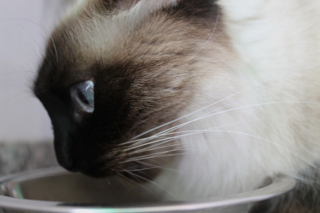 Gata Maggie de Guau y miau