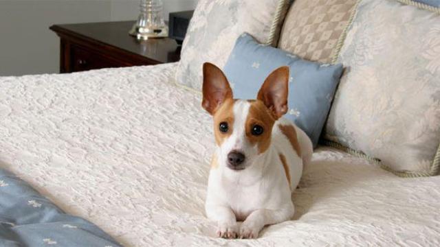 Perro en cama de hotel