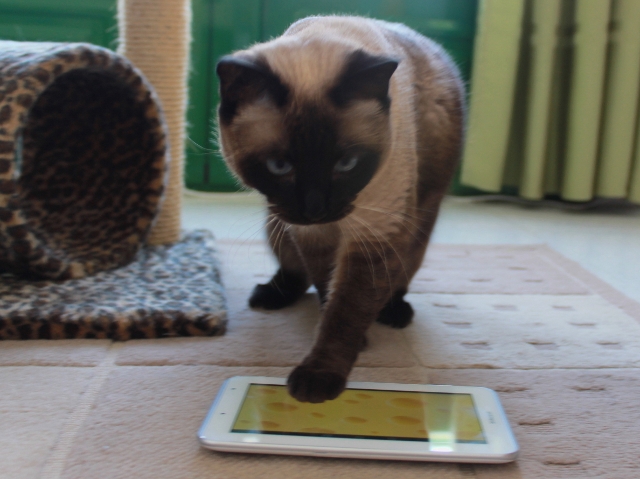 Gata vicky jugando con tablet