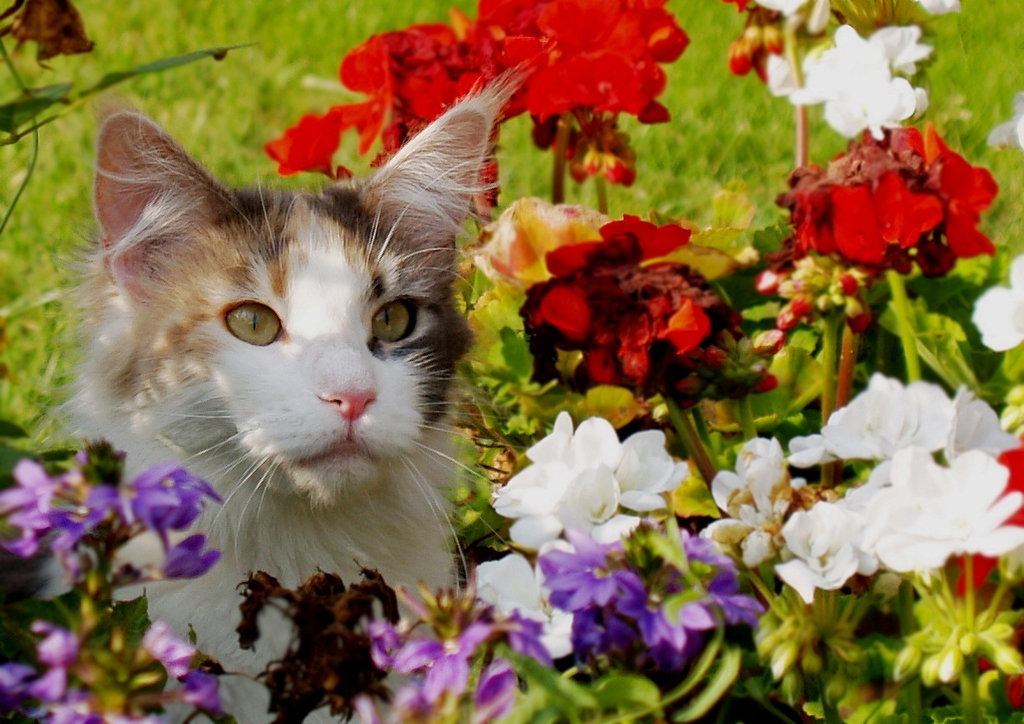 Gato amante de las flores
